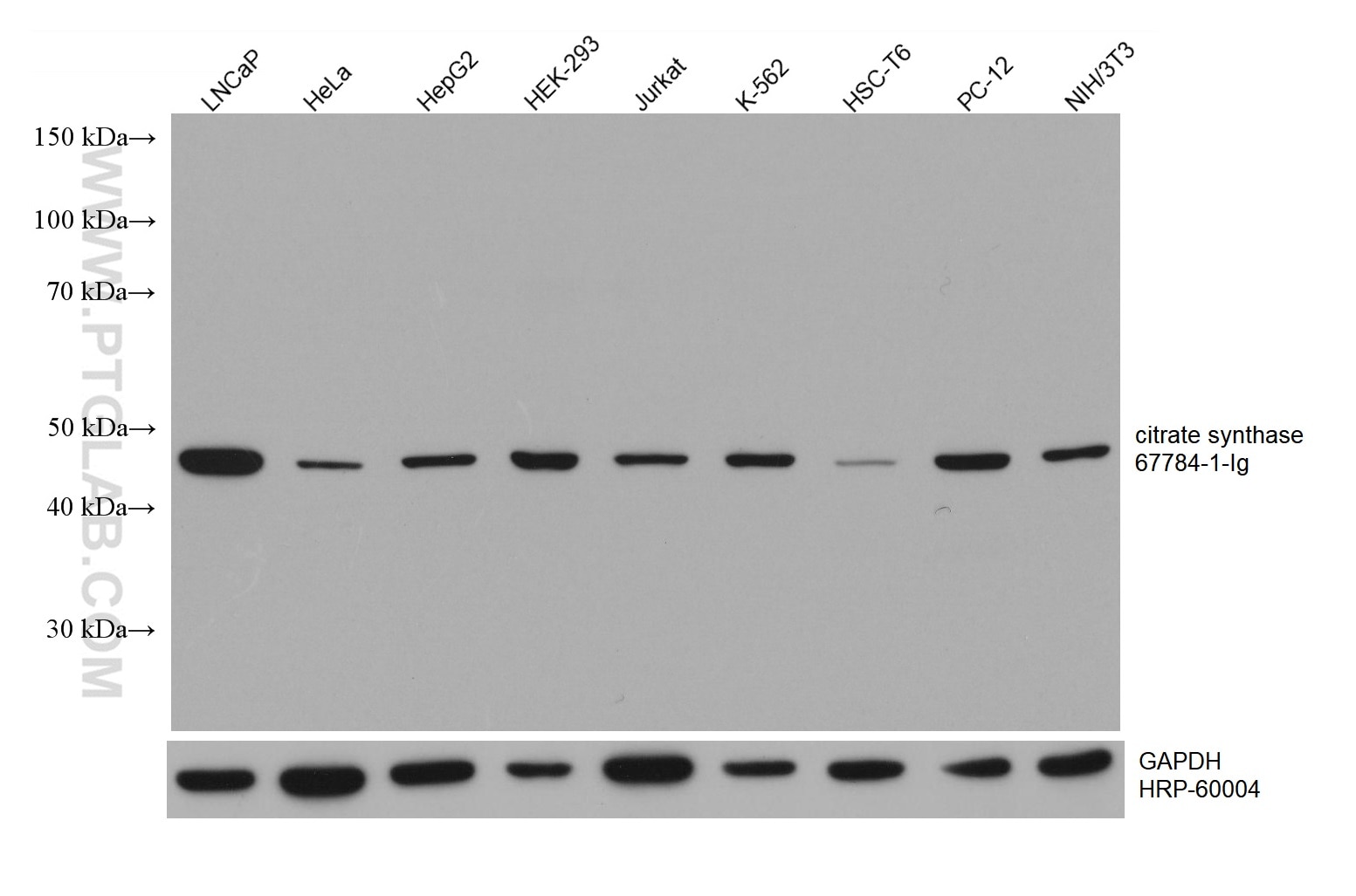 Western Blot (WB) analysis of various lysates using citrate synthase Monoclonal antibody (67784-1-Ig)