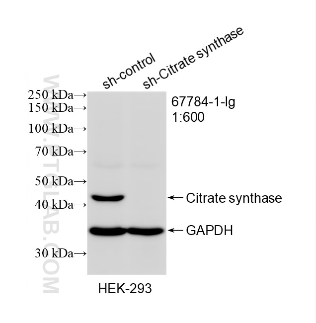 Western Blot (WB) analysis of HEK-293 cells using citrate synthase Monoclonal antibody (67784-1-Ig)