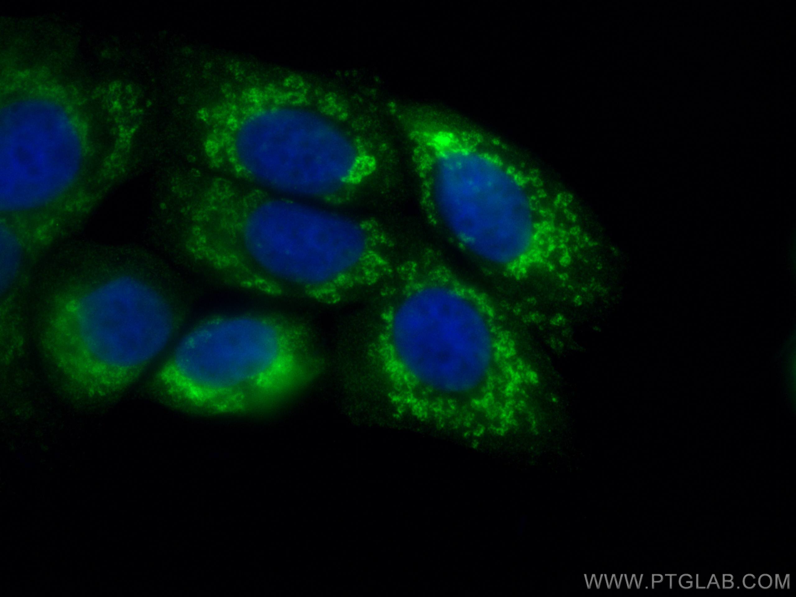 Immunofluorescence (IF) / fluorescent staining of MCF-7 cells using CoraLite® Plus 488-conjugated citrate synthase Mon (CL488-67784)