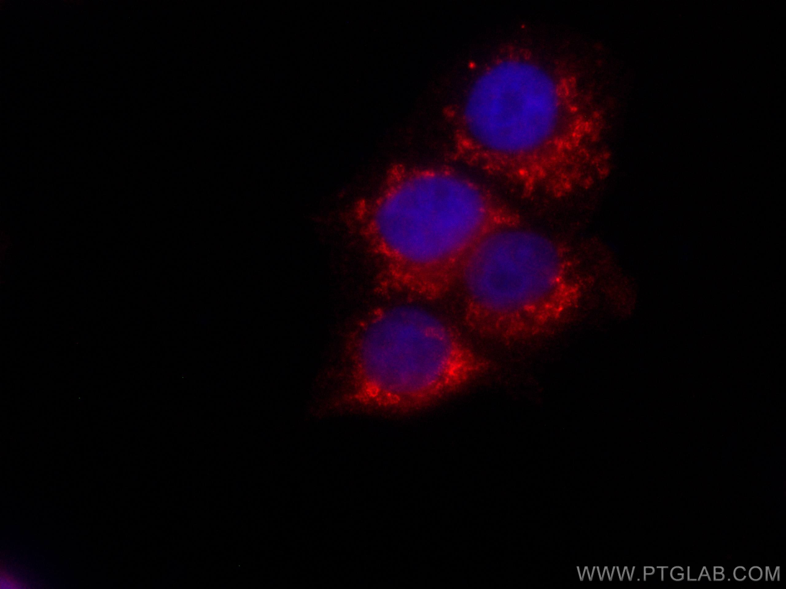 Immunofluorescence (IF) / fluorescent staining of MCF-7 cells using CoraLite® Plus 647-conjugated citrate synthase Mon (CL647-67784)