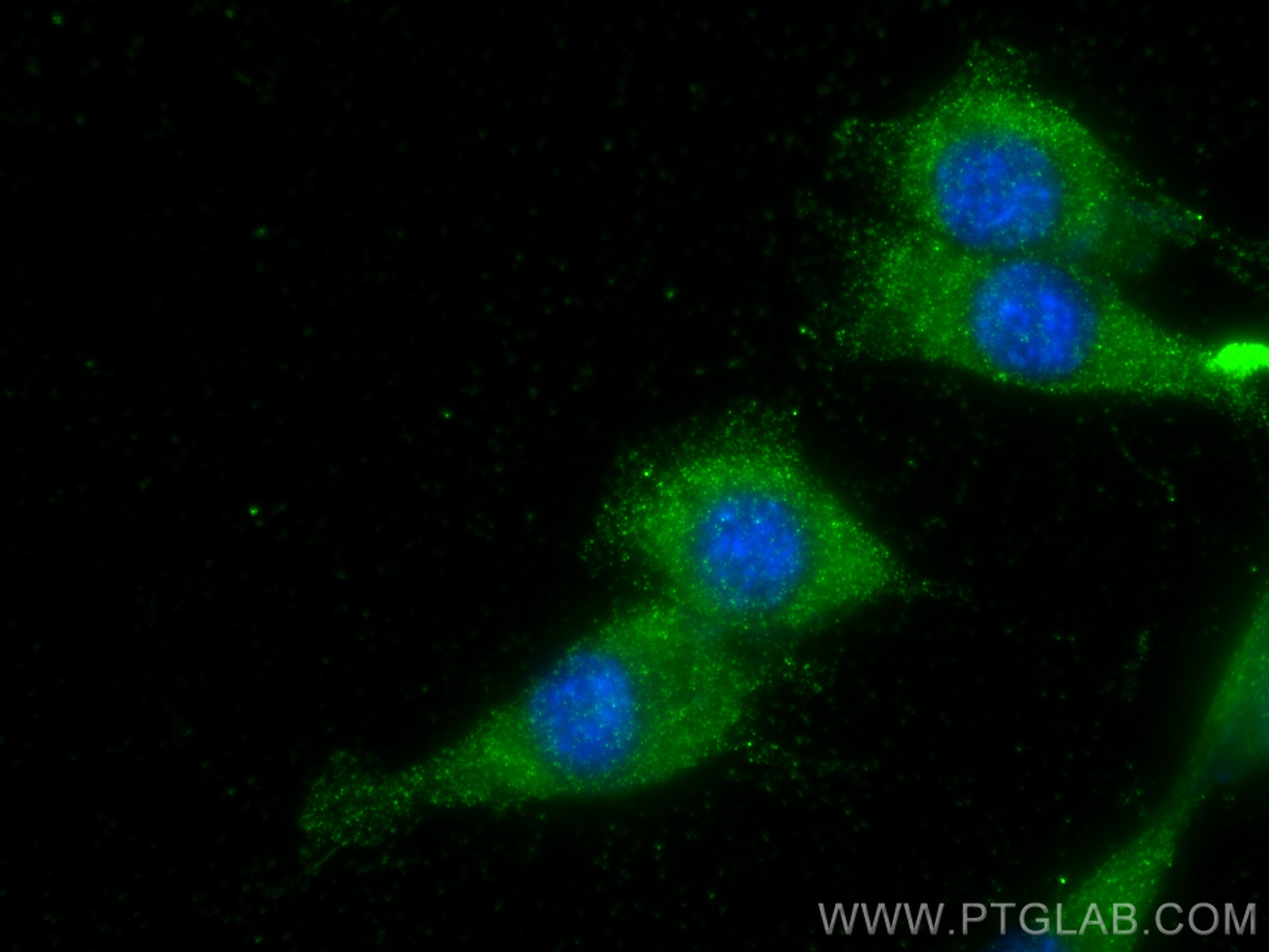 Immunofluorescence (IF) / fluorescent staining of NIH/3T3 cells using Cleaved Caspase 3 Polyclonal antibody (25128-1-AP)