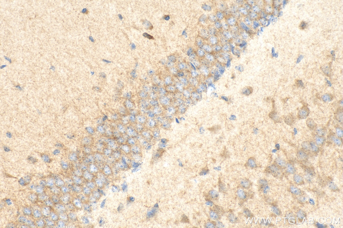 Immunohistochemistry (IHC) staining of mouse brain tissue using Cleaved Caspase 3 Polyclonal antibody (25128-1-AP)