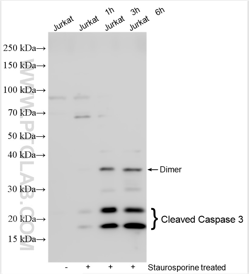 Western Blot (WB) analysis of various lysates using Cleaved Caspase 3 Polyclonal antibody (25128-1-AP)