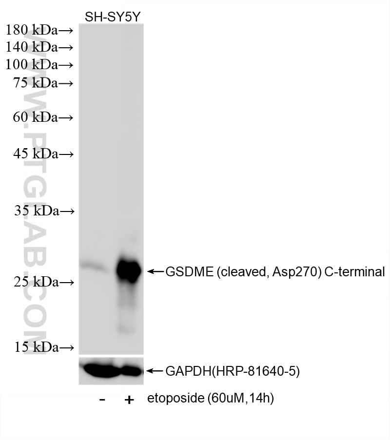 WB analysis of SH-SY5Y using 88249-1-RR (same clone as 88249-1-PBS) Western Blot (WB) analysis of SH-SY5Y cells using Cleaved GSDME (Asp270), C-terminal Recombinant mon (88249-1-RR)