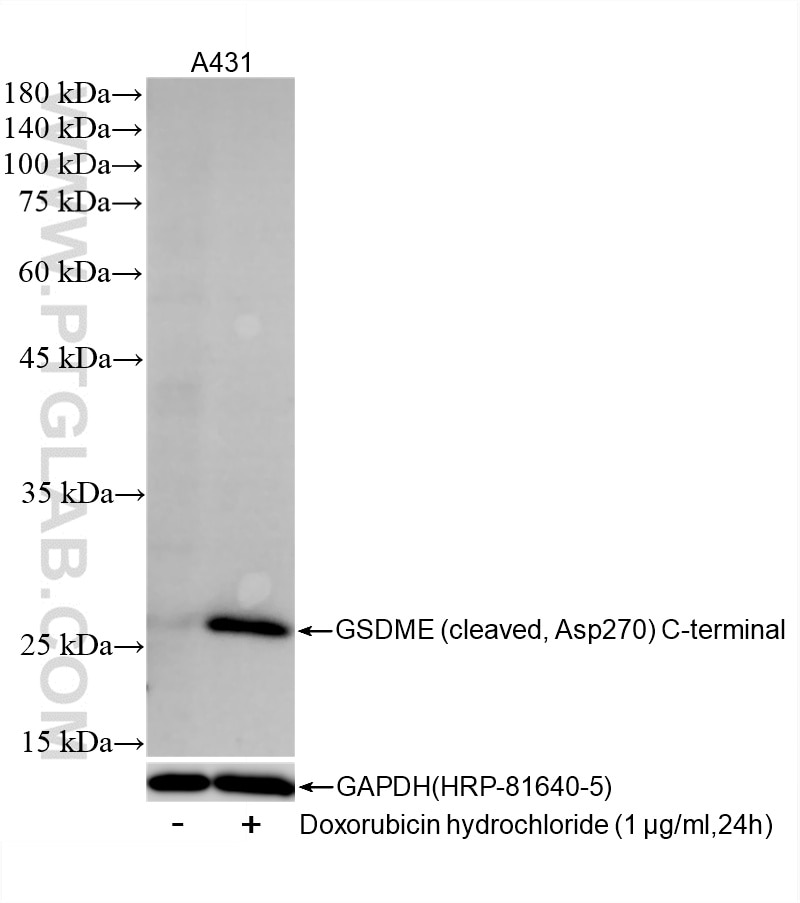 WB analysis of A431 using 88249-1-RR (same clone as 88249-1-PBS) Western Blot (WB) analysis of A431 cells using Cleaved GSDME (Asp270), C-terminal Recombinant mon (88249-1-RR)