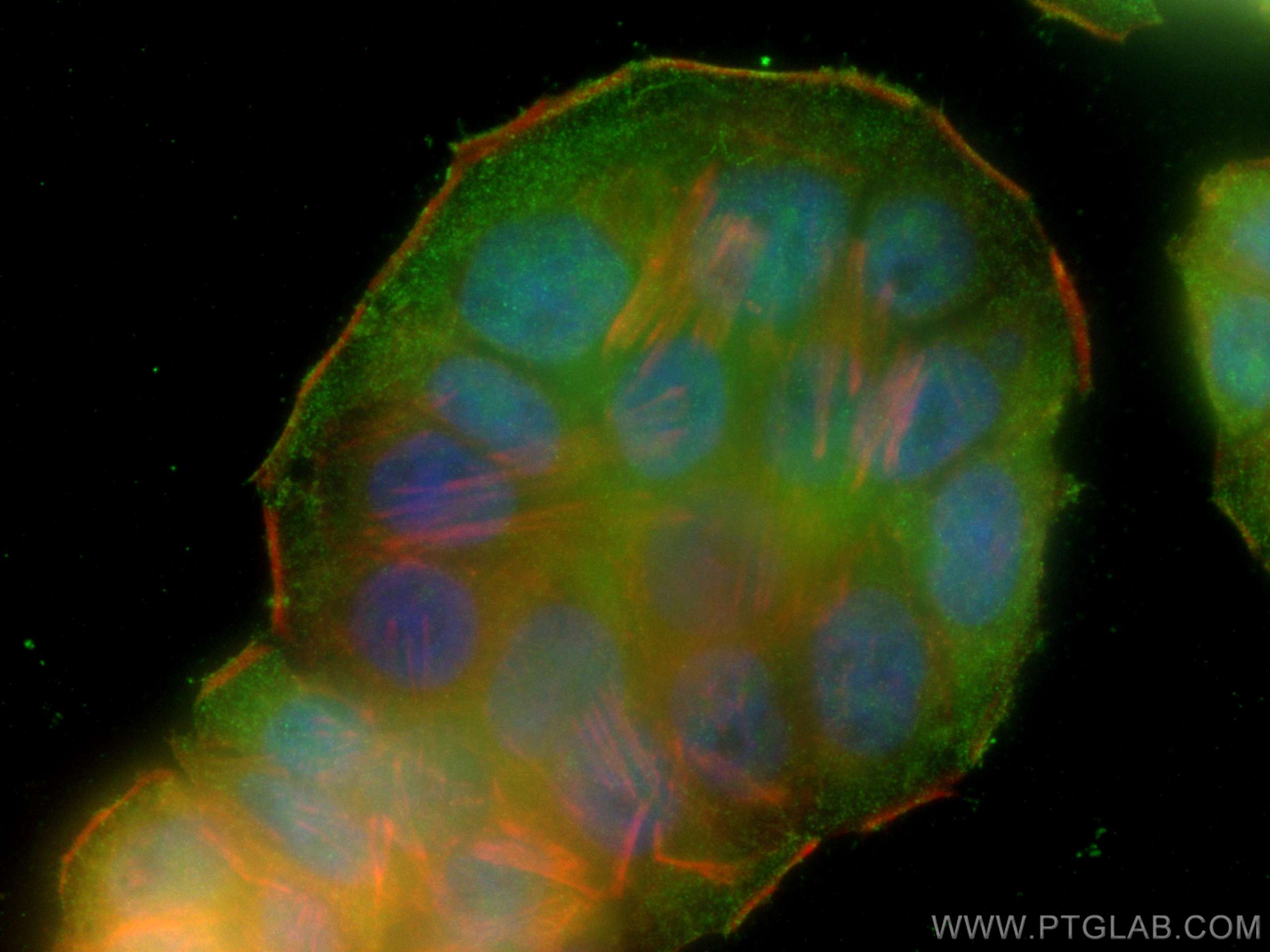 Immunofluorescence (IF) / fluorescent staining of HT-29 cells using cyclin B1 Monoclonal antibody (67686-1-Ig)