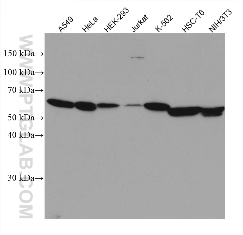 Western Blot (WB) analysis of various lysates using cyclin B1 Monoclonal antibody (67686-1-Ig)