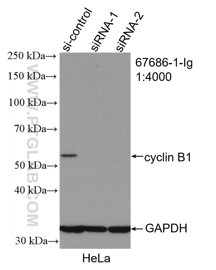 Western Blot (WB) analysis of HeLa cells using cyclin B1 Monoclonal antibody (67686-1-Ig)
