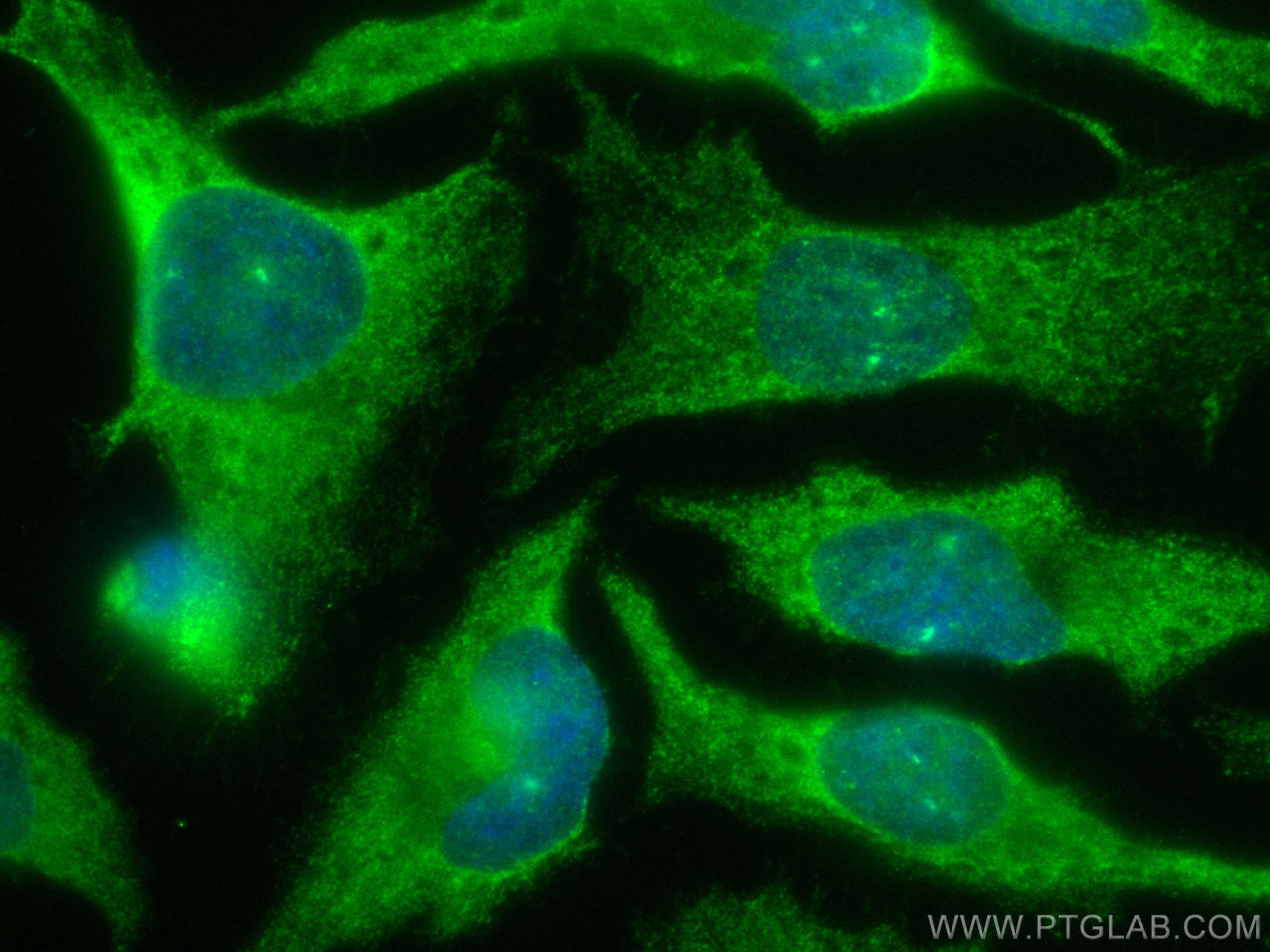 Immunofluorescence (IF) / fluorescent staining of HeLa cells using CoraLite® Plus 488-conjugated cyclin B1 Monoclonal (CL488-67686)