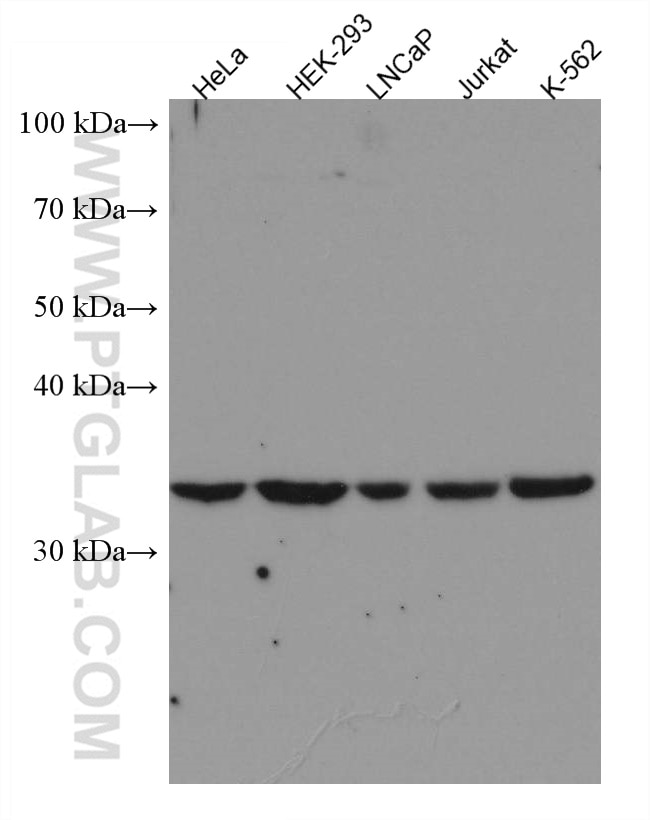 Western Blot (WB) analysis of various lysates using Cyclin C Monoclonal antibody (67415-1-Ig)