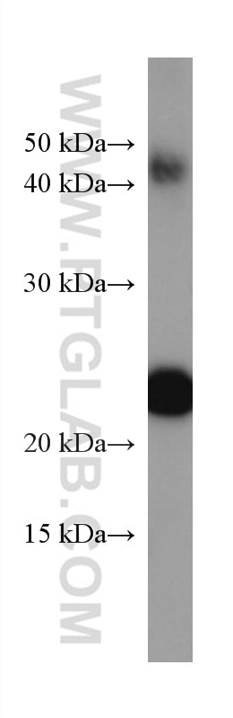 Western Blot (WB) analysis of ag13000 using luciferase Monoclonal antibody (67293-1-Ig)