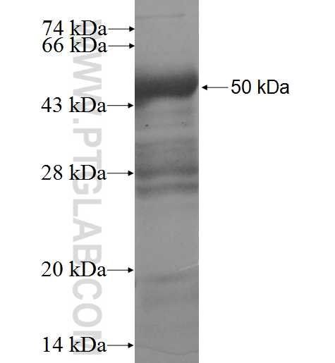 dNGLUC fusion protein Ag11727 SDS-PAGE
