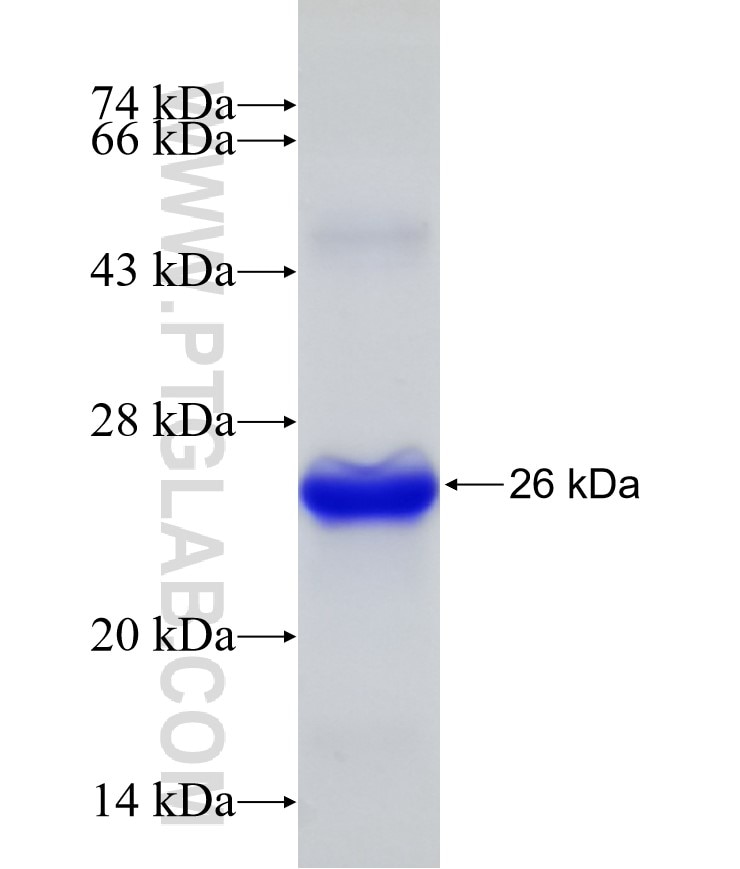 dNGLUC fusion protein Ag13000 SDS-PAGE