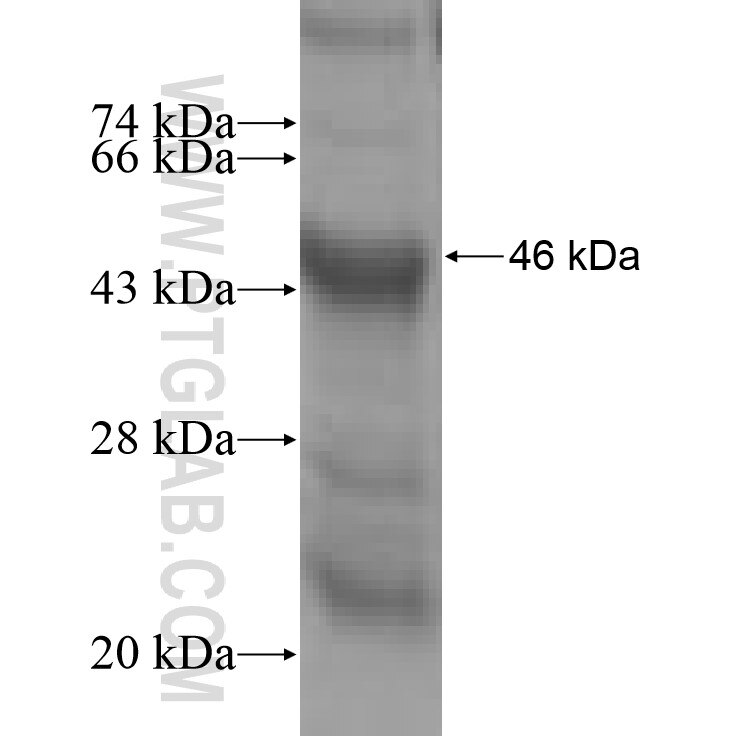 dNGLUC fusion protein Ag7427 SDS-PAGE