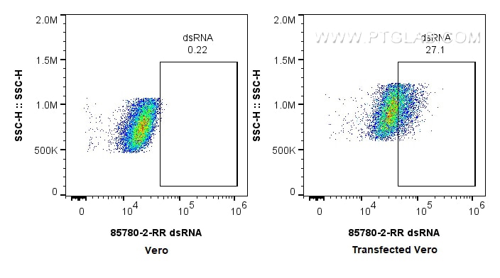 Flow cytometry (FC) experiment of Transfected Vero using dsRNA Recombinant antibody (85780-2-RR)