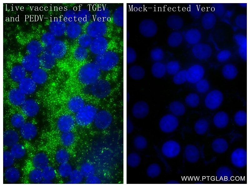 Immunofluorescence (IF) / fluorescent staining of Vero cells using dsRNA Recombinant antibody (85780-2-RR)