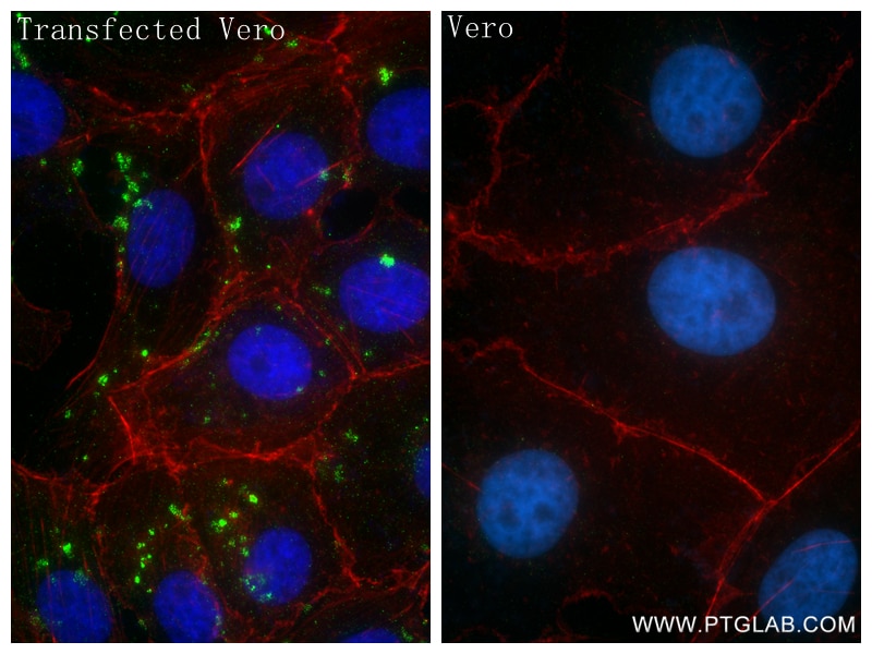 Immunofluorescence (IF) / fluorescent staining of Transfected Vero using dsRNA Recombinant antibody (85780-2-RR)
