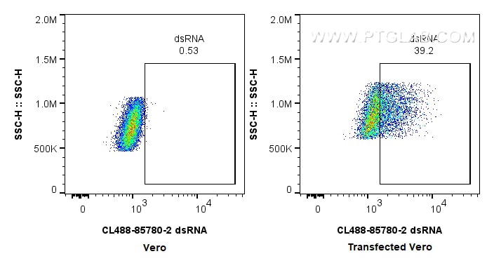 Flow cytometry (FC) experiment of Transfected Vero using CoraLite®488-conjugated dsRNA Recombinant antibody (CL488-85780-2)