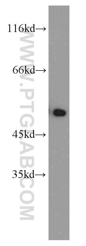 Dynamitin (1-83 AA) Polyclonal antibody