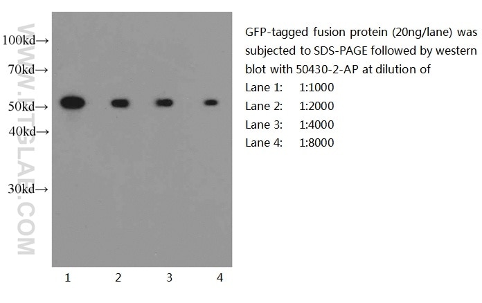 WB analysis of recombinant protein using 50430-2-AP