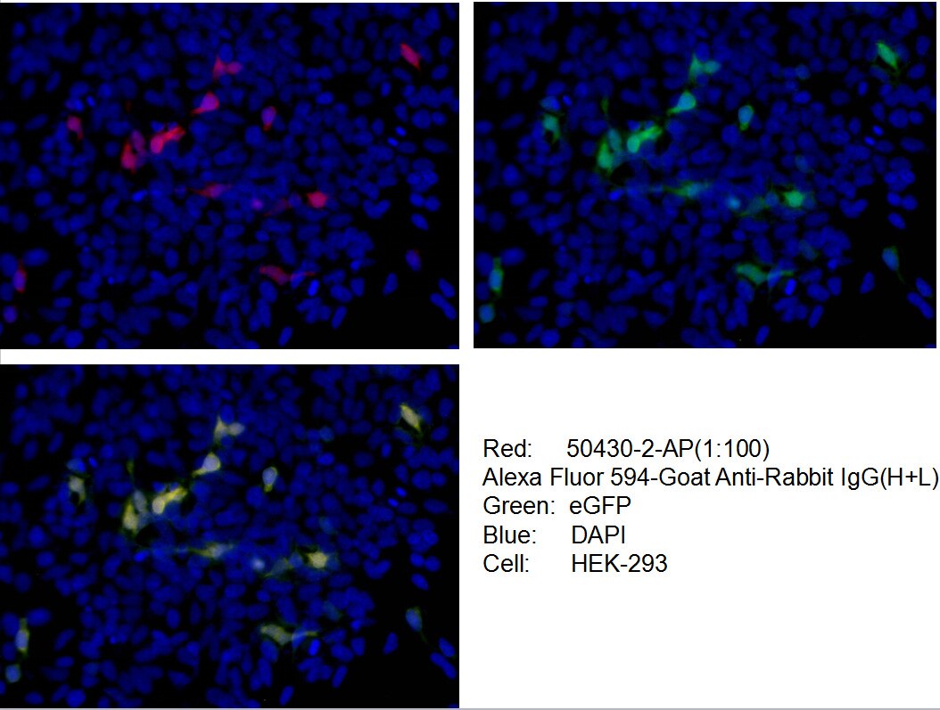 Immunofluorescence (IF) / fluorescent staining of Transfected HEK-293 cells using GFP tag Polyclonal antibody (50430-2-AP)