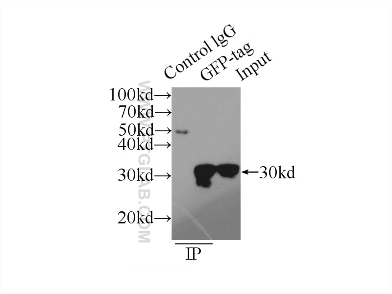Immunoprecipitation (IP) experiment of Transfected HEK-293 cells using GFP tag Polyclonal antibody (50430-2-AP)