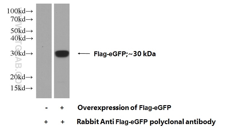 Western Blot (WB) analysis of Transfected HEK-293 cells using GFP tag Polyclonal antibody (50430-2-AP)