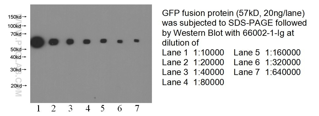 WB analysis of recombinant protein using 66002-1-Ig