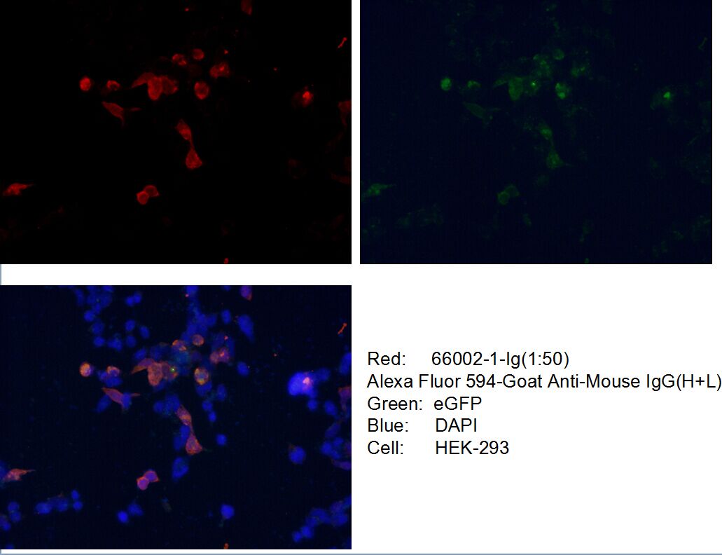 IF Staining of Transfected HEK-293 using 66002-1-Ig