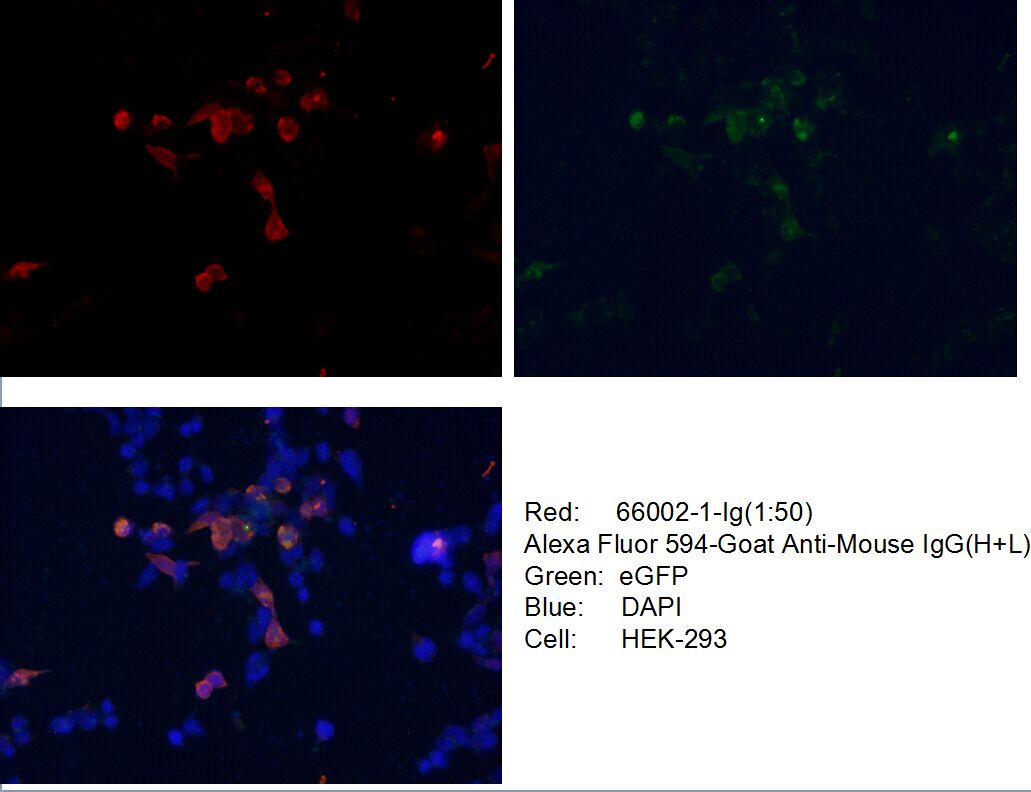 Immunofluorescence (IF) / fluorescent staining of Transfected HEK-293 cells using aequorea victoria GFP tag Monoclonal antibody (66002-1-Ig)