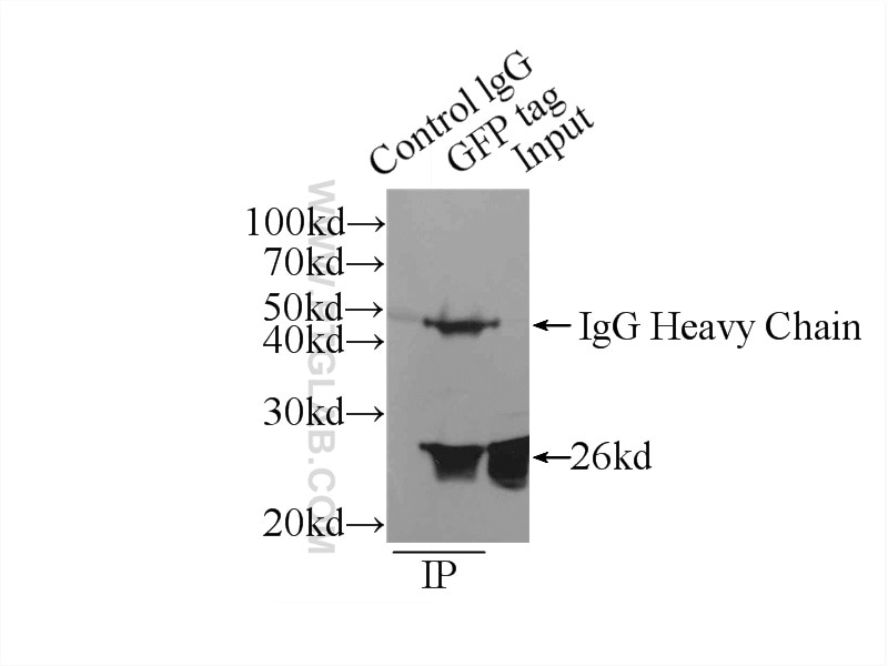 Immunoprecipitation (IP) experiment of Transfected HEK-293 cells using aequorea victoria GFP tag Monoclonal antibody (66002-1-Ig)