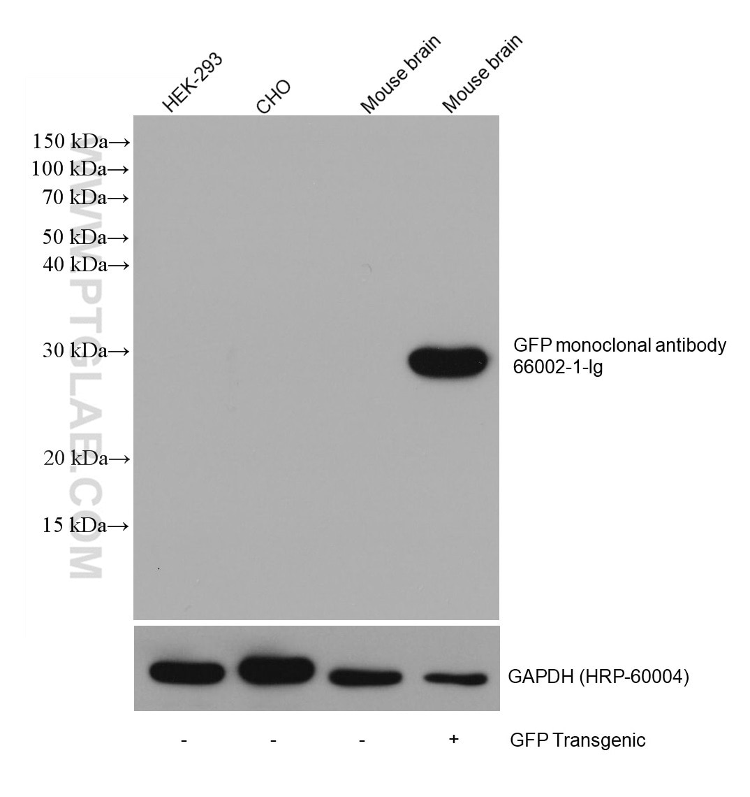 Western Blot (WB) analysis of various lysates using aequorea victoria GFP tag Monoclonal antibody (66002-1-Ig)