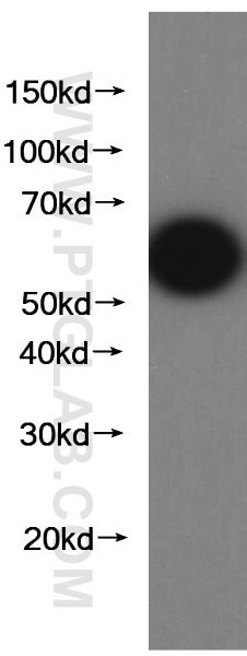 Western Blot (WB) analysis of Recombinant protein using aequorea victoria GFP tag Monoclonal antibody (66002-1-Ig)