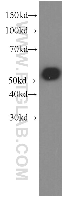 Western Blot (WB) analysis of Recombinant protein using aequorea victoria GFP tag Monoclonal antibody (66002-1-Ig)