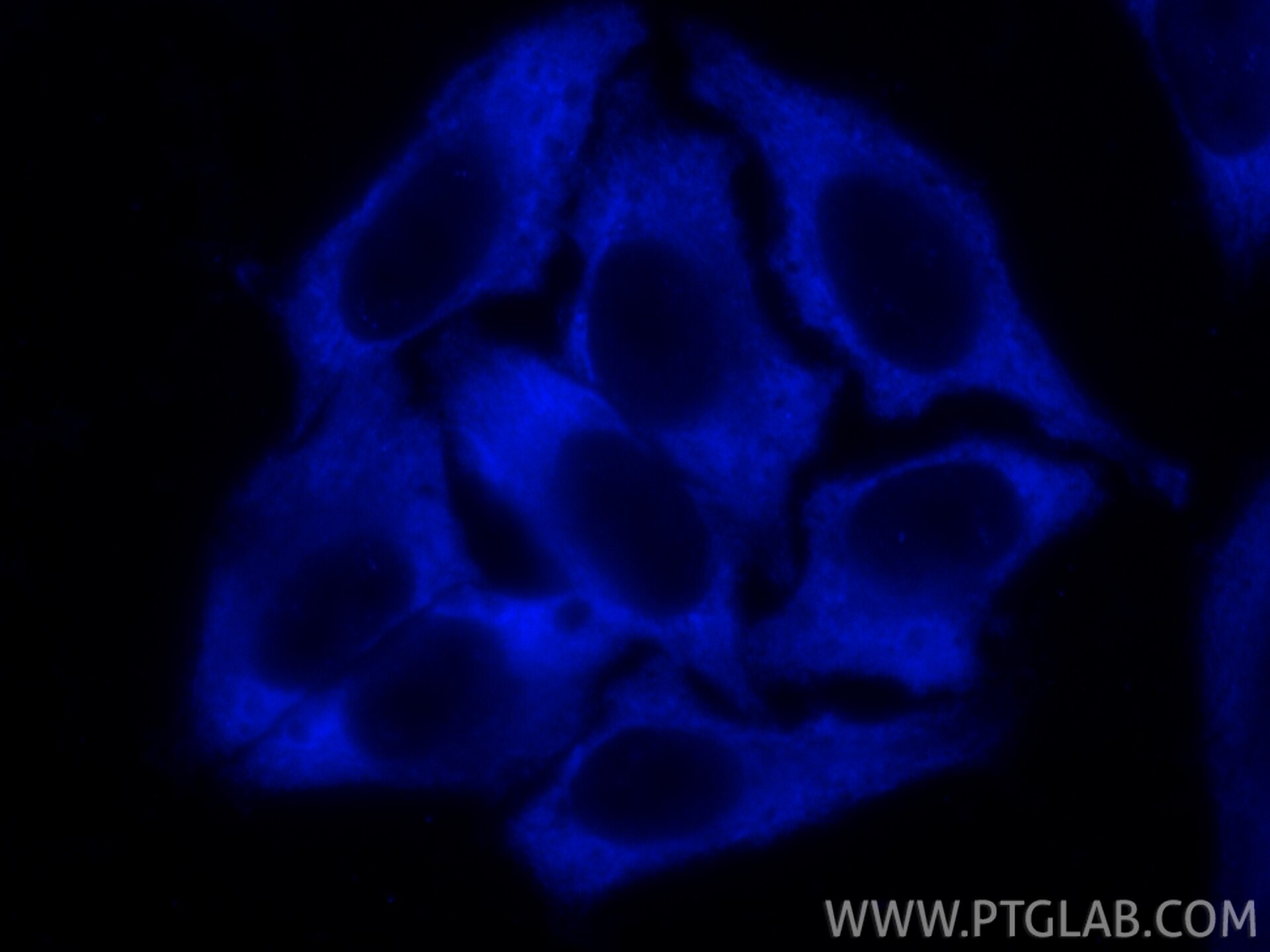 Immunofluorescent analysis of (-20°C Ethanol) fixed HepG2 cells using CoraLite® Plus 405 eRF3a/GSPT1 antibody (CL405-68217, Clone: 2A3H6 ) at dilution of 1:200. Immunofluorescence (IF) / fluorescent staining of HepG2 cells using CoraLite® Plus 405-conjugated eRF3a/GSPT1 Monoclon (CL405-68217)
