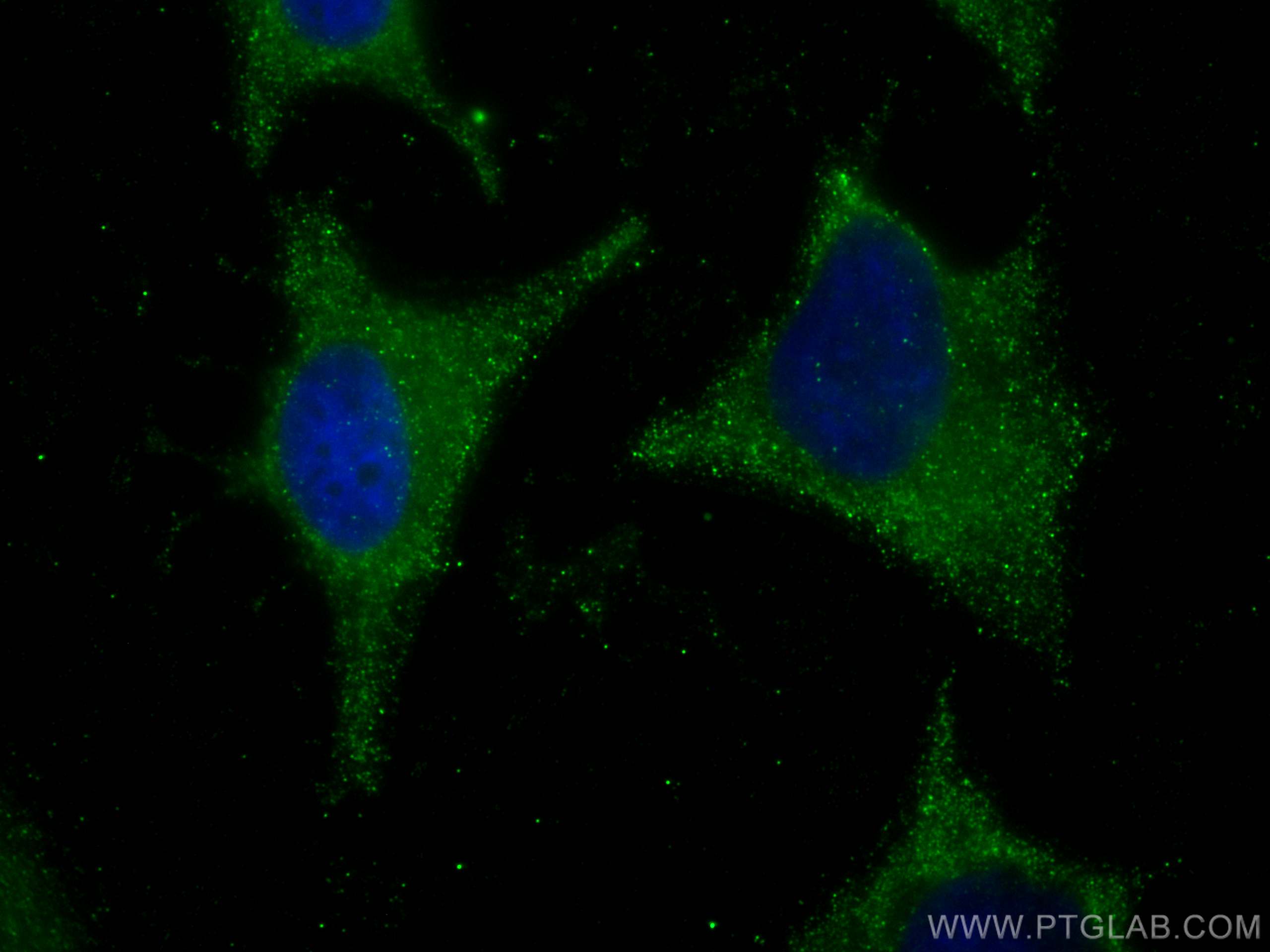 Immunofluorescence (IF) / fluorescent staining of HeLa cells using CoraLite® Plus 488-conjugated eRF3a/GSPT1 Monoclon (CL488-68217)