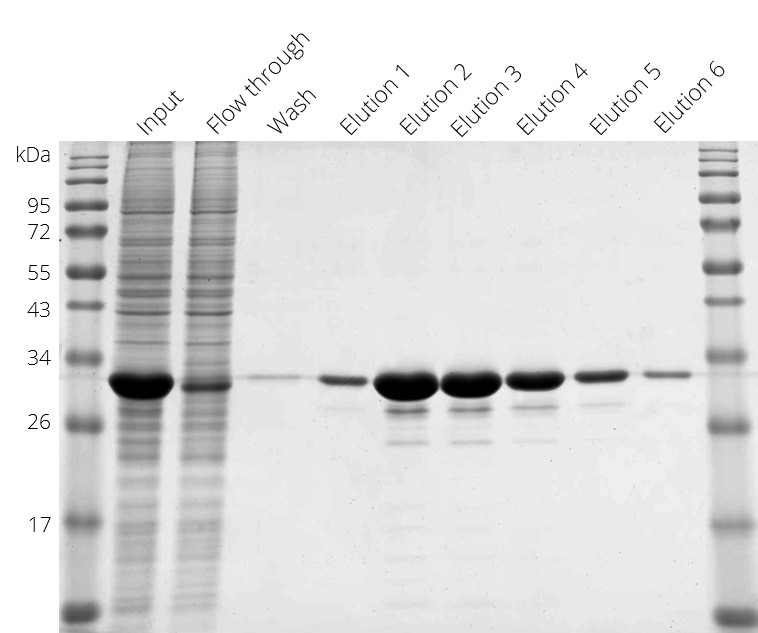 Purification of Spot-tagged GFP with Spot-Cap from HEK293T cell lysate in gravity flow column format. Elution 1-6: 6 fractions à 2 CVs Spot-peptide (100 μM) in PBS.