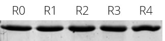 The elution efficiency of Spot-Cap is constant even after 4 regeneration cycles. Elution of Spot-tagged PCNA with Spot-peptide. R0: Reference (elution fraction of Spot-PCNA without regeneration); R1-R4: Elution fraction of Spot-PCNA after 1, 2, 3, and 4 regeneration cycles with 100 mM glycine pH 2.0.