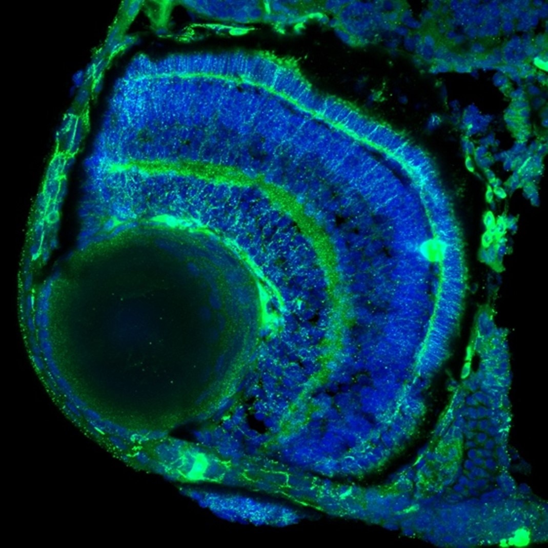 Immunofluorescence (IF) / fluorescent staining of zebrafish retina using Endostatin Polyclonal antibody (18301-1-AP)