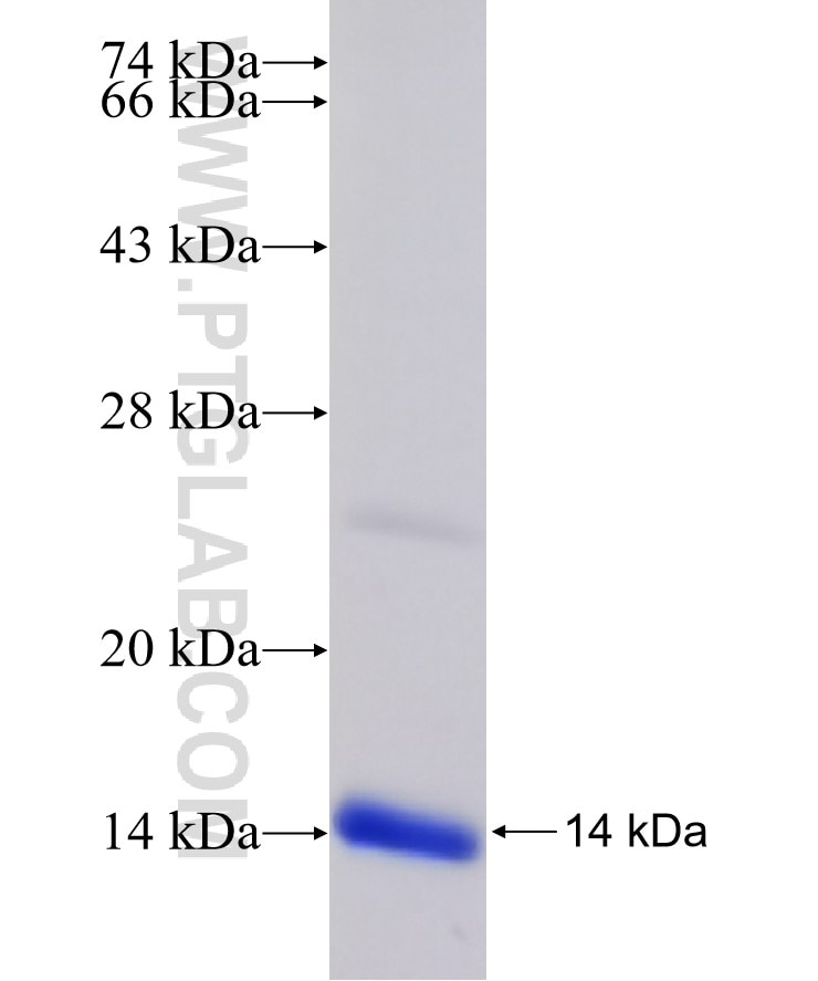 esxH fusion protein Ag33783 SDS-PAGE