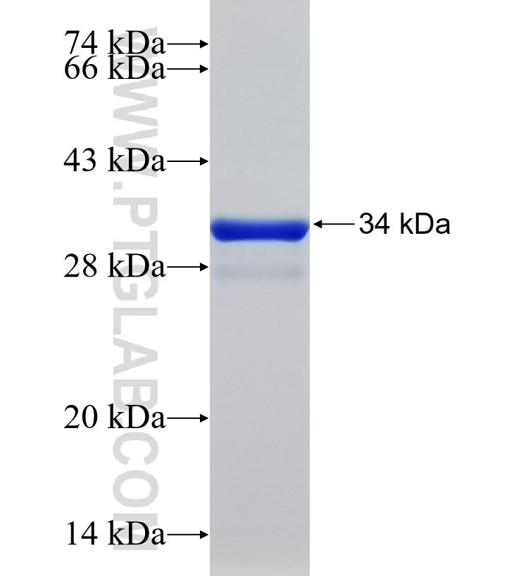 esxH fusion protein Ag33833 SDS-PAGE esxH fusion protein Ag33833 SDS-PAGE