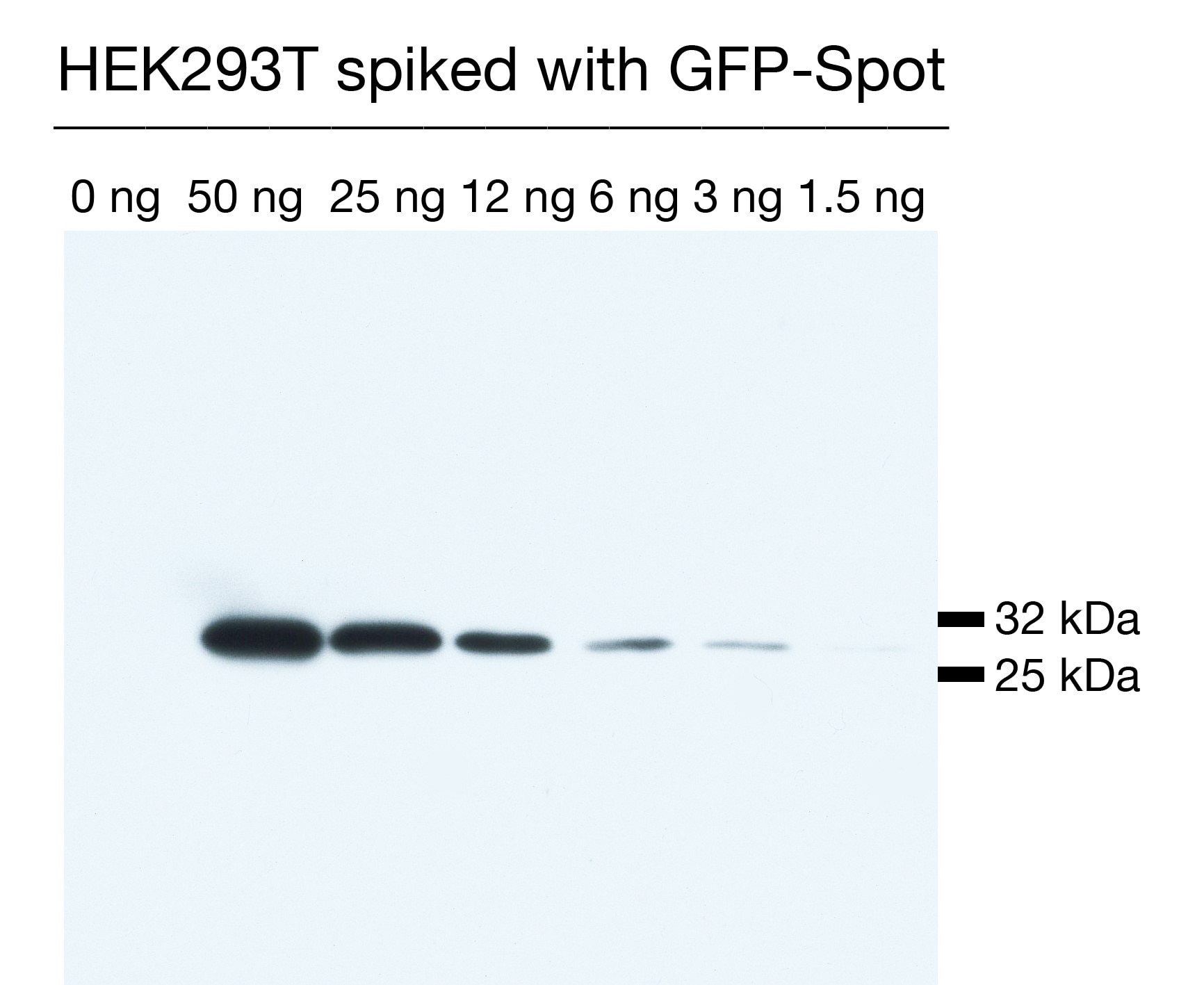 Western blot with Spot VHH.