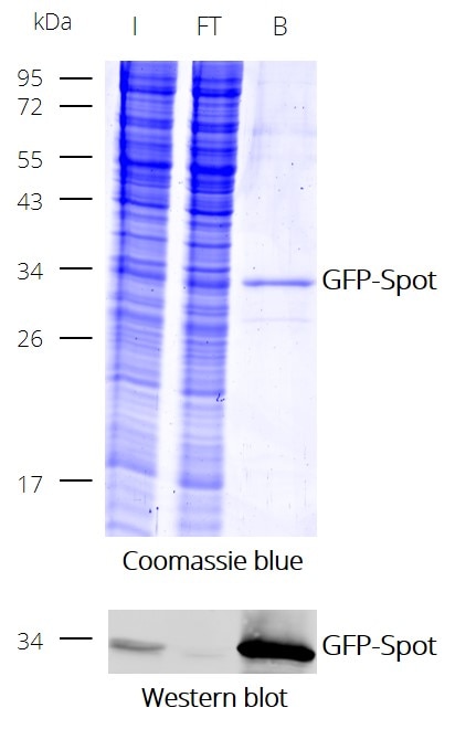 Immunoprecipitation (IP) of GFP with Spot-Trap Magnetic Particles M-270: Coomassie and Western blot (I: Input, FT: Flow-Through, B: Bound).