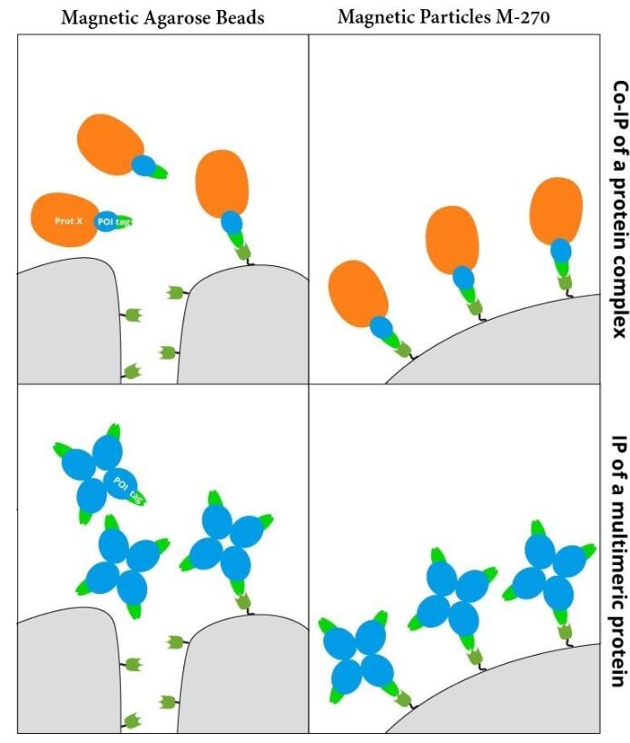 Cartoon to visualize the binding of large protein with Spot-tag (Spot-tag (green) + protein of interest (POI, blue) with interacting partner X (Prot X, orange) or multimeric proteins (tag (green) + protein of interest (POI, blue) to Spot-Nanobody (dark green) of Spot-Trap Magnetic Agarose or Spot-Trap Magnetic Particles M-270.