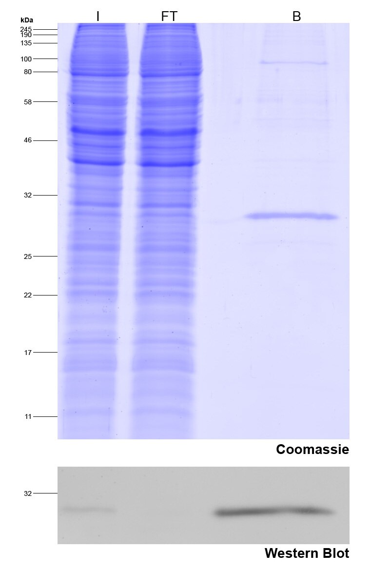 Immunoprecipitation of Spot-tagged protein.