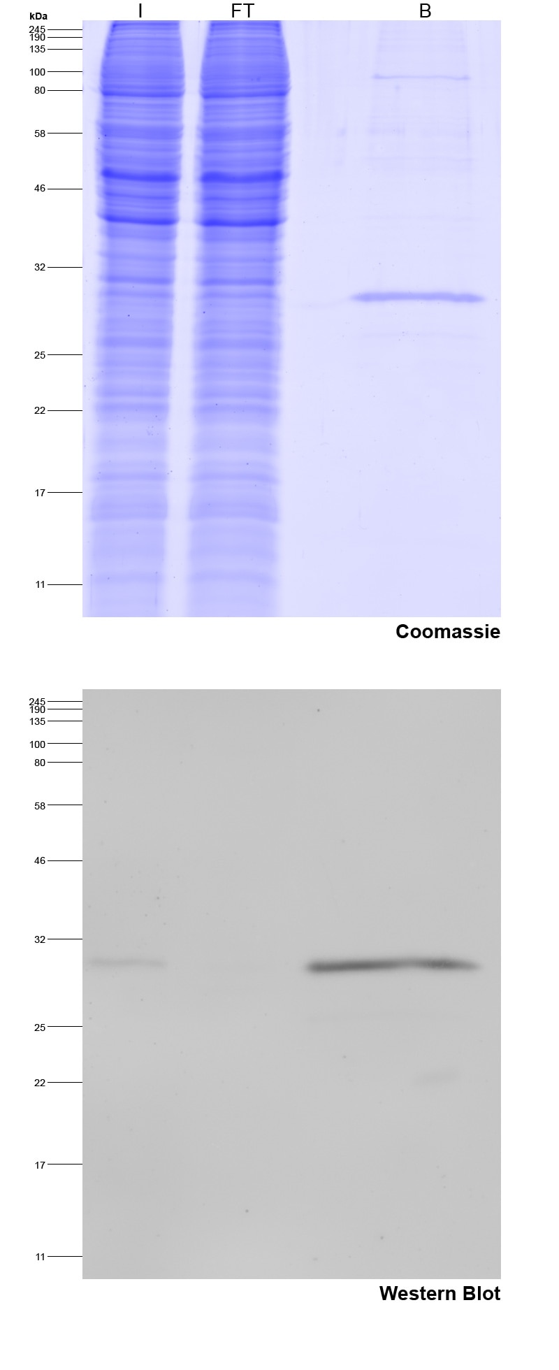 Spot-Trap Magnetic Agarose for immunoprecipitation of Spot-tagged proteins: Coomassie blue stained gel and Western blot I: Input, FT: Flow-Through, B: Bound.