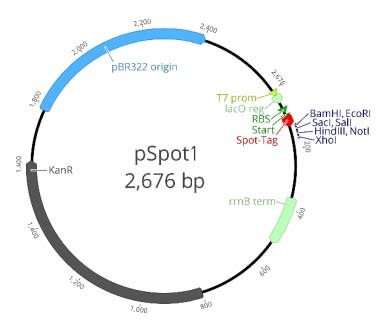 T7 promoter: 1-19
Lac operon: 19-46
RBS: 64-80
Start codon (ATG) 88-90
Spot-Tag®: 91-126
MCS: 127-172
rrnB terminator: 364-521
Kanamycin resistance gene: 801-1616
pRB322 replication origin: 1784-2403