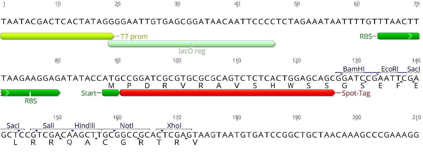 Multiple cloning site (MCS)