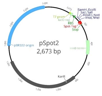 T7 promoter: 1-19 Lac operon: 19-46 RBS: 64-80 MCS: 90-140 Spot-Tag®: 141-176 Stop codon (TAA): 177-179 rrnB terminator: 361-518 Kanamycin resistance gene: 798-1613 pRB322 replication origin: 1781-2400