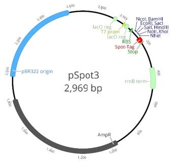 T7 promoter: 1-19 Lac operon: 19-46 RBS: 64-80 MCS: 86-140 Spot-Tag®: 141-176 Stop codon (TAA): 177-179 rrnB terminator: 361-507 Ampicillin resistance gene: 955-1815 pRB322 replication origin: 1970-2589 Lac operon: 2895-2922